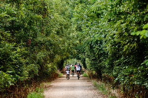 people riding bikes on a trail with overhanging tree boughs