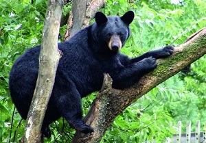 a bear in a tree